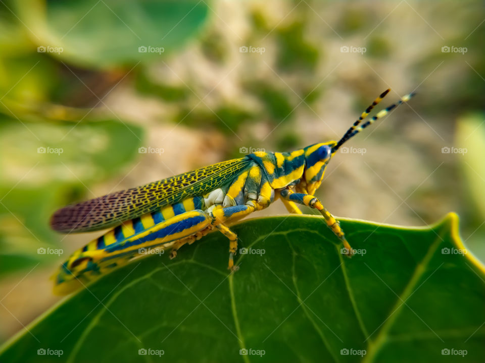 close up of insect on leaf. in Rajasthan India