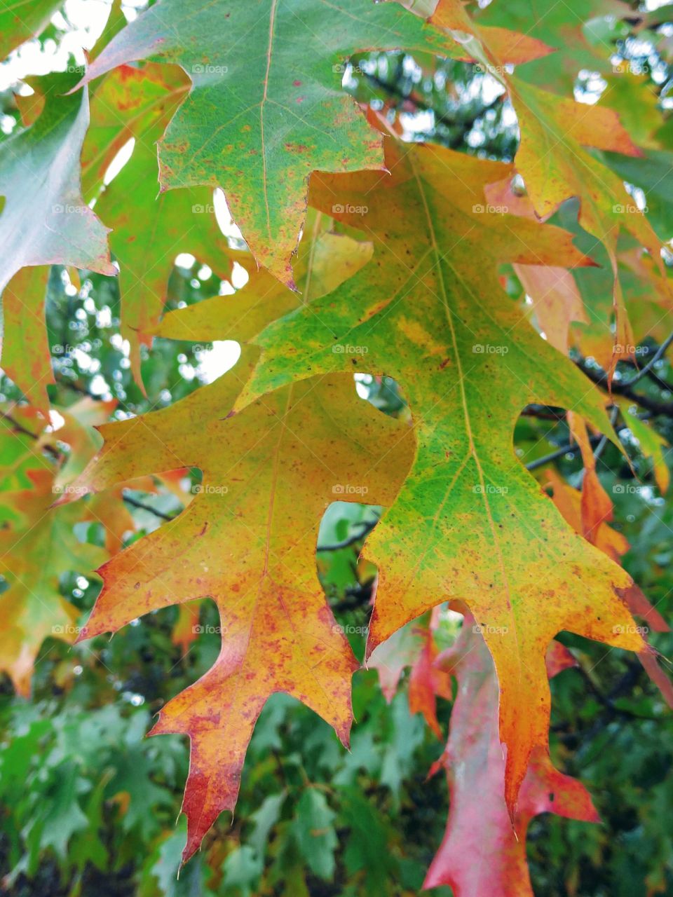 oak leaves in fall