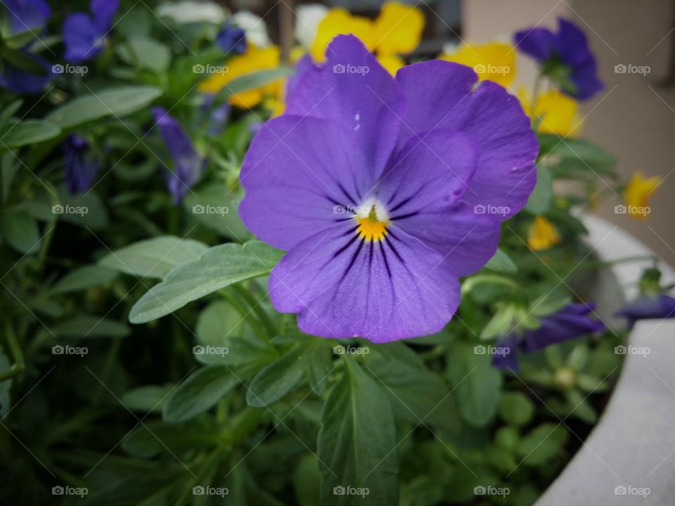 Purple Pansy