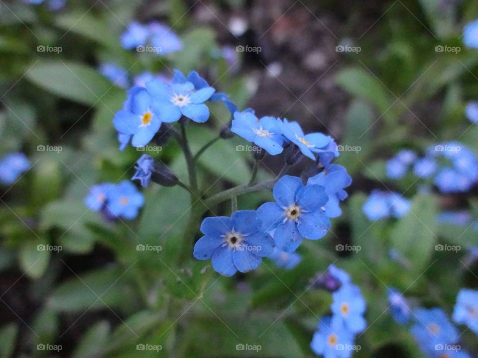 forget me not flowers