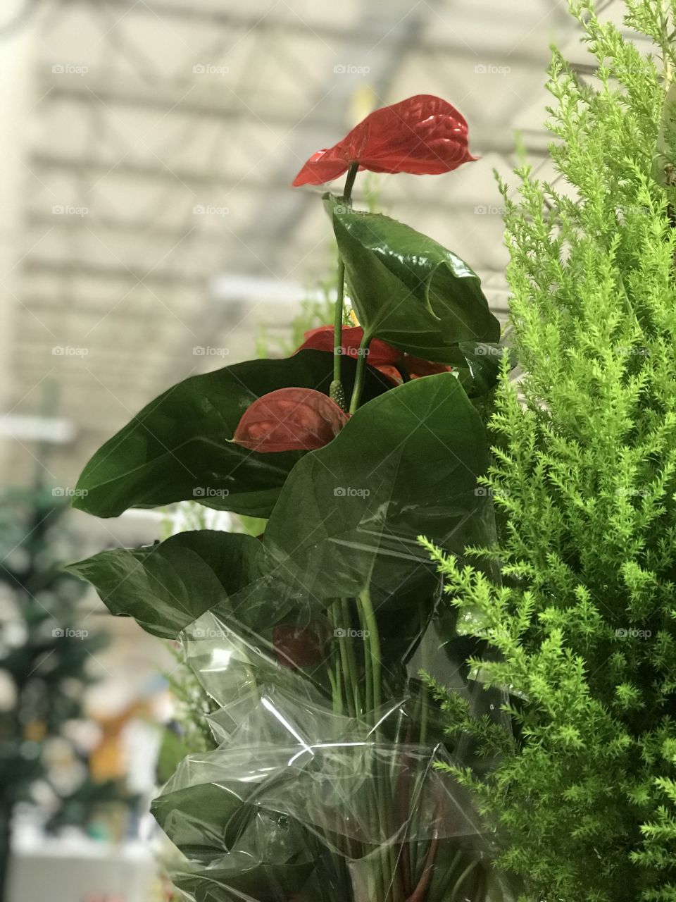 A beautiful day inside shopping extra in São Paulo-Brazil