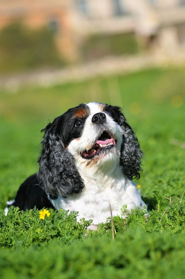 king charles