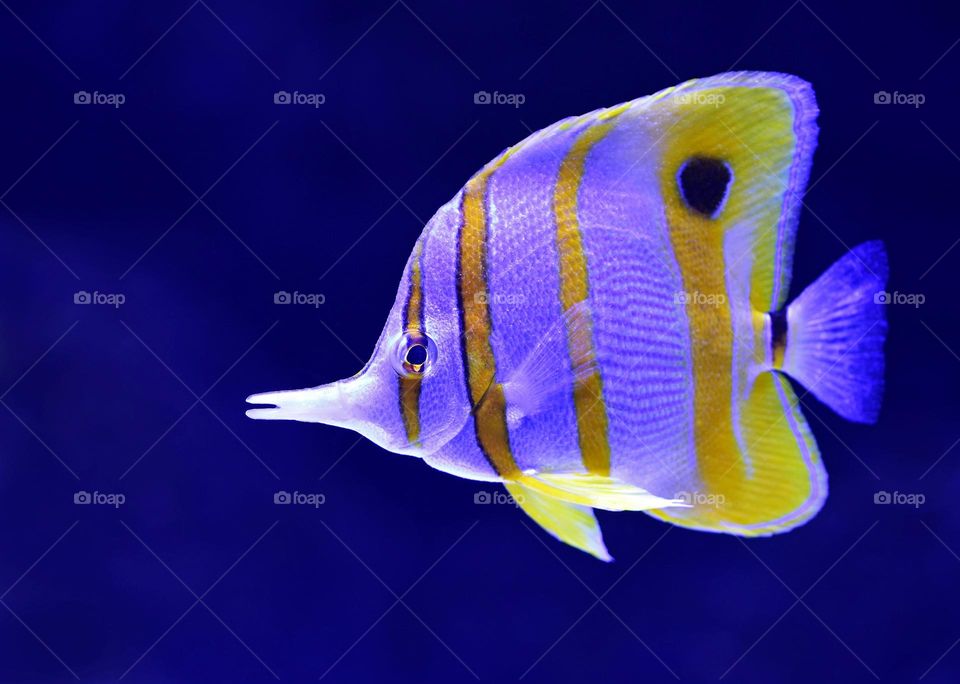 Beautiful and colourful fish