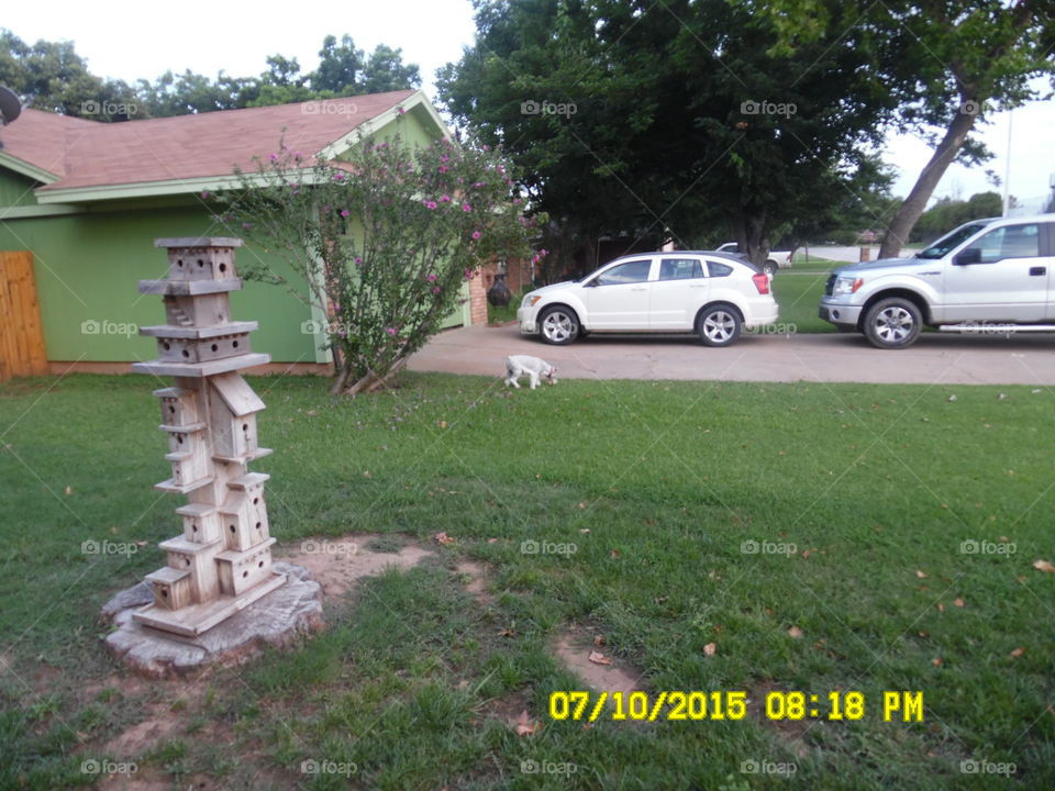 🐶 poop 💩 in yard. My puppy 🐶 frosty used the bathroom 🚽 in the neighbors yard