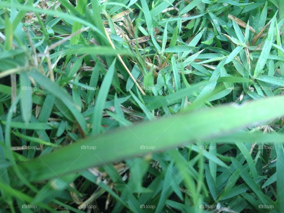 Grass leaf on green field background template.