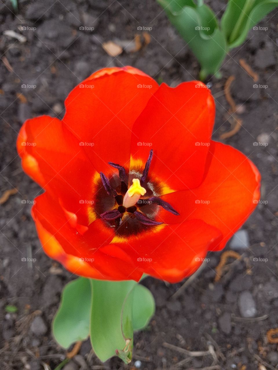 tulip