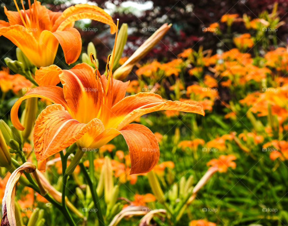 Orange Daylily Flower Garden