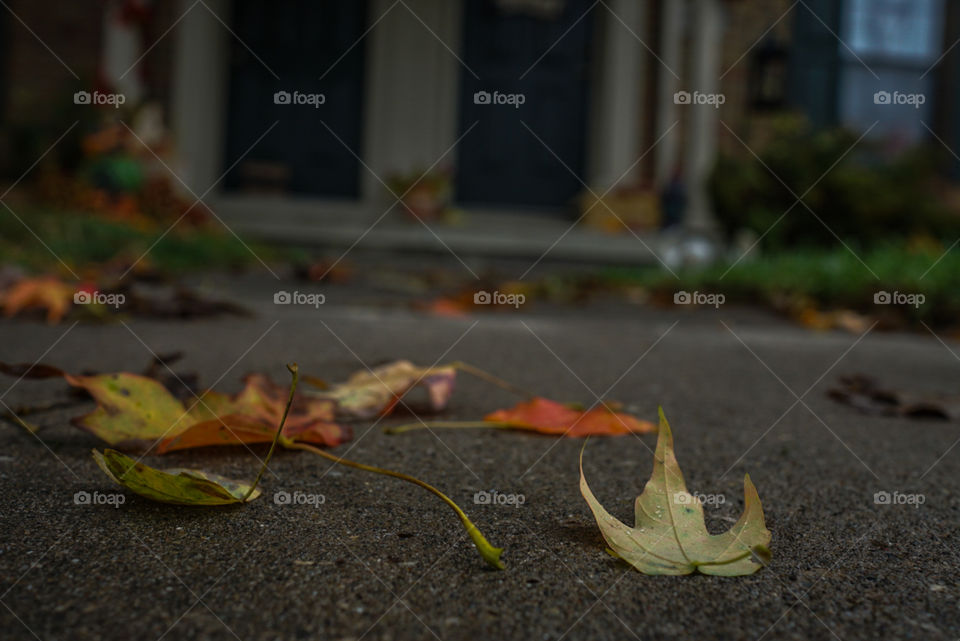 depth of field in autumn