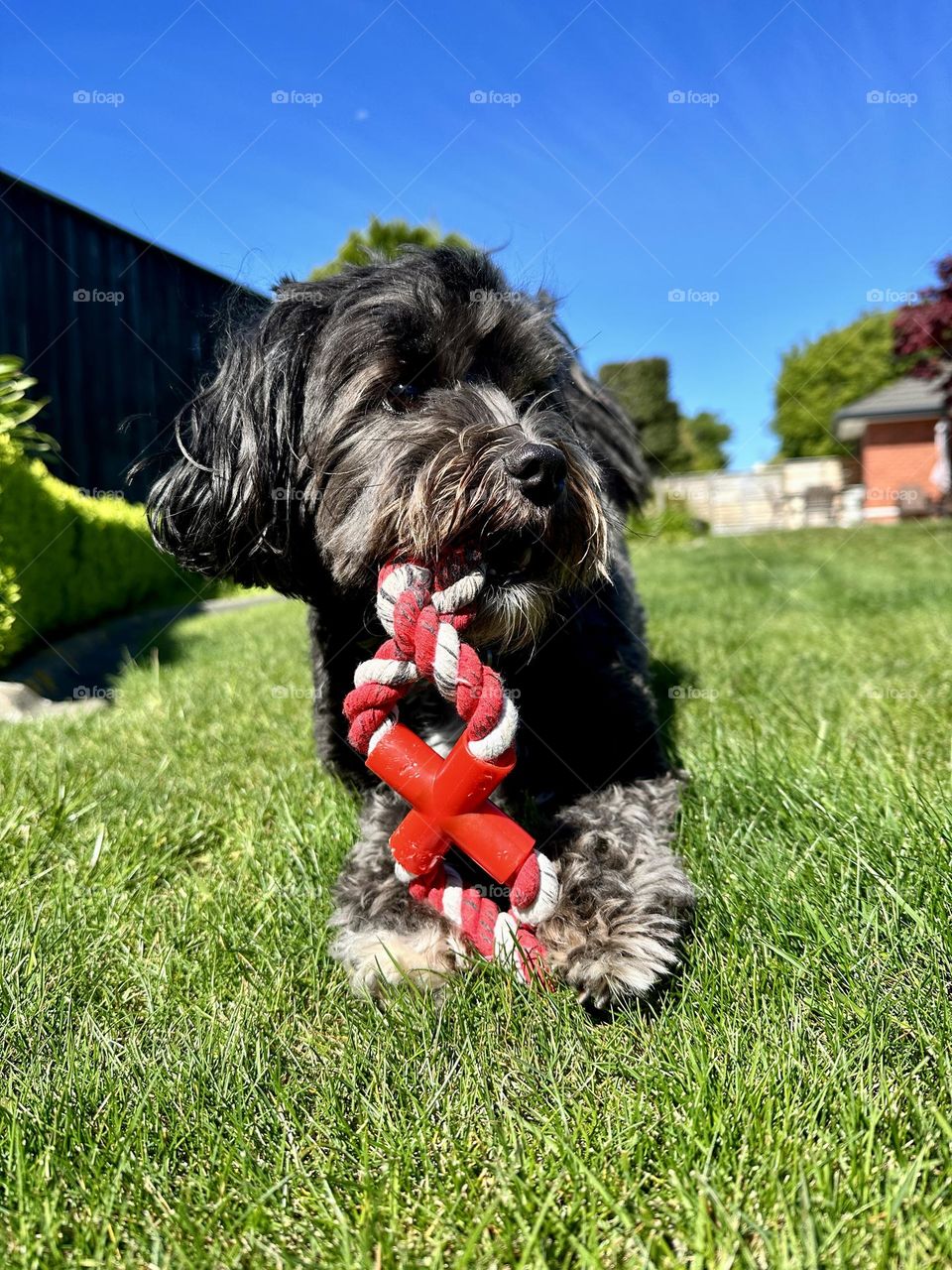 Always good to chew on, enjoying the sun and watching the world go by