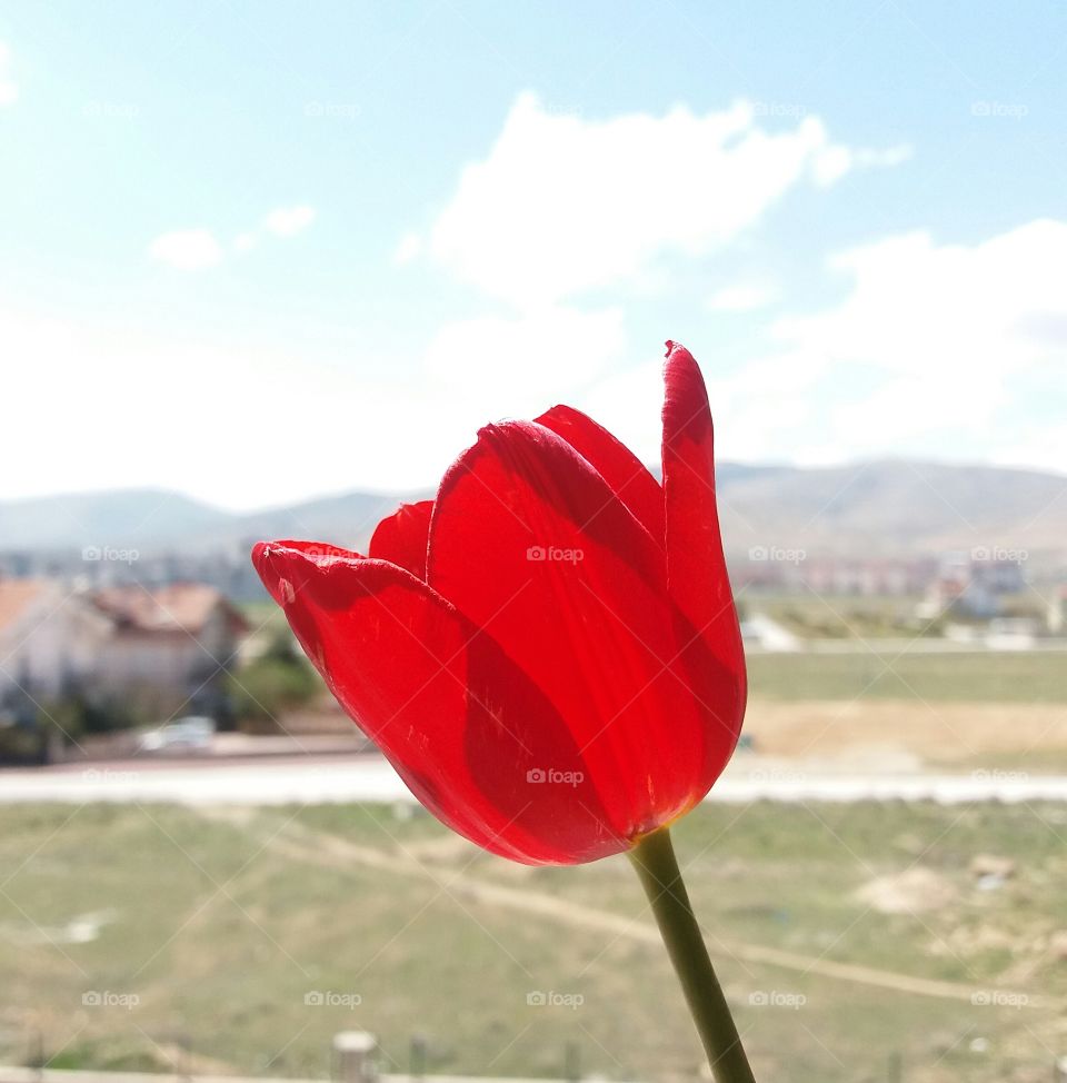 Beautiful tulip of the city