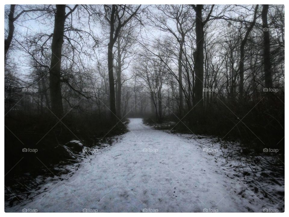 Winter path in the evening in Scotland.