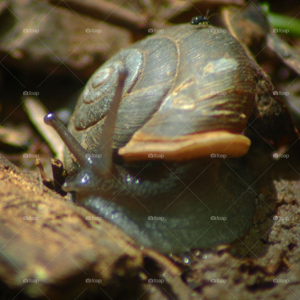 snail