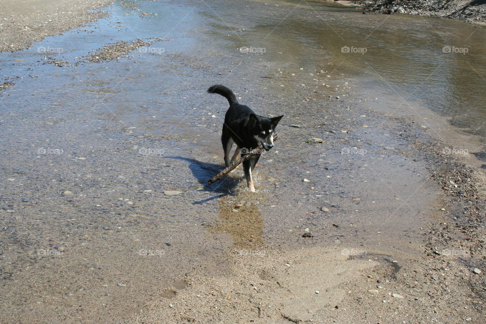 River walks for sticks