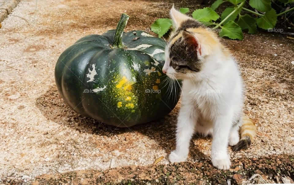 Cat And Pumpkin On Concrete