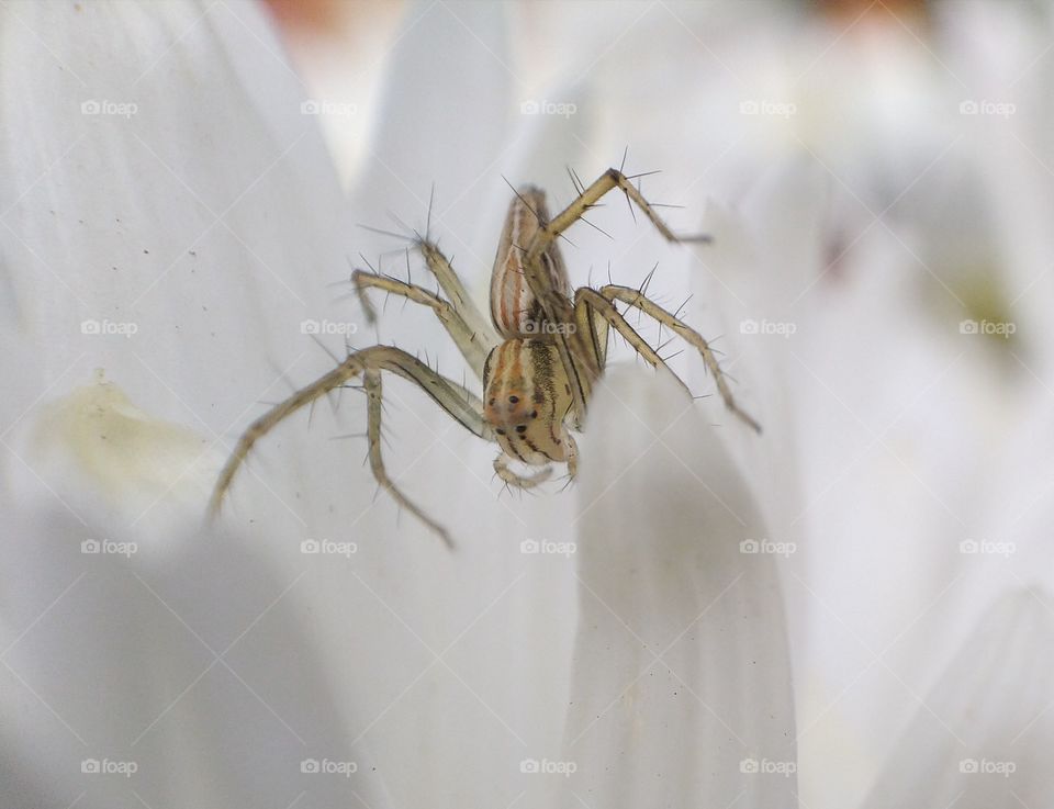 Spider close up macrophotography in white flower