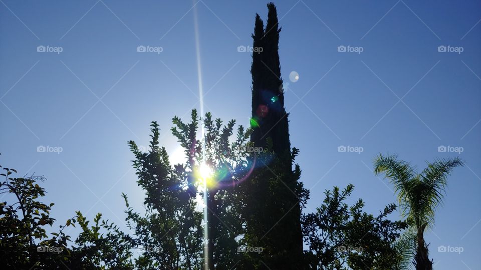Clear Blue Sky Sunrise And Lens Flares Over Tree Silhouettes.