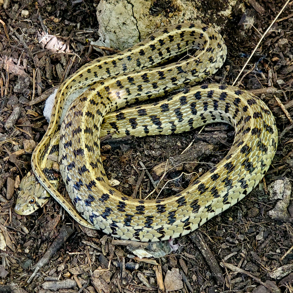 Checkered garter snakes (Thamnophis marcianus)