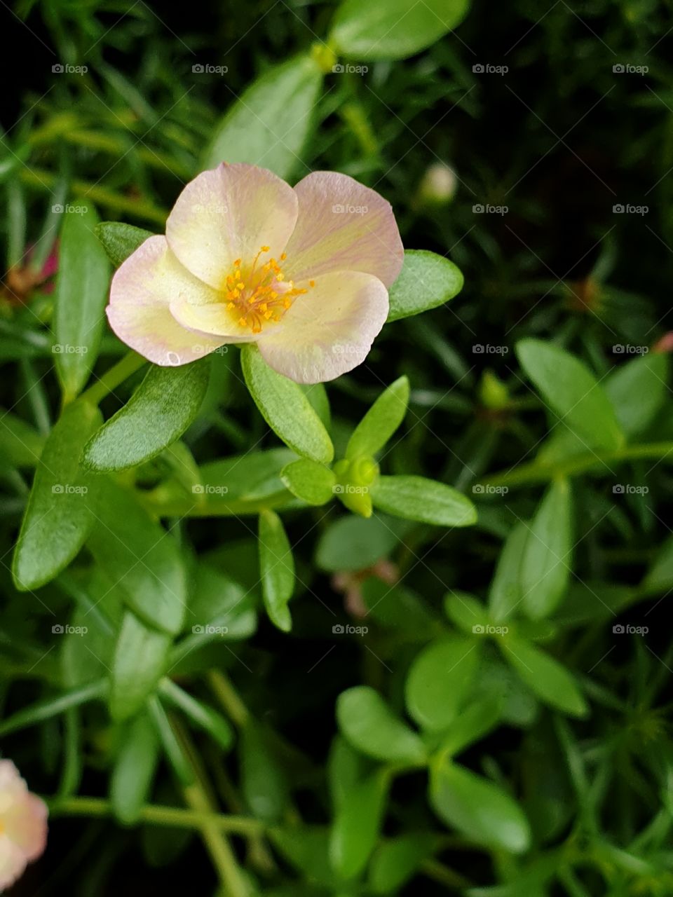 beautiful flowers in my garden