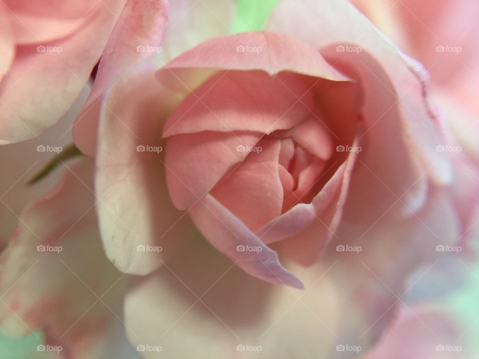 Closeup of delicate pink rose