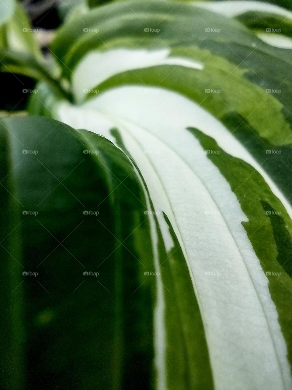 Closeup of a beautiful plant with lovely cream white, light green and dark green leaves