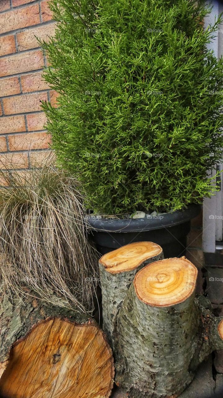 Tree grassplant and logs