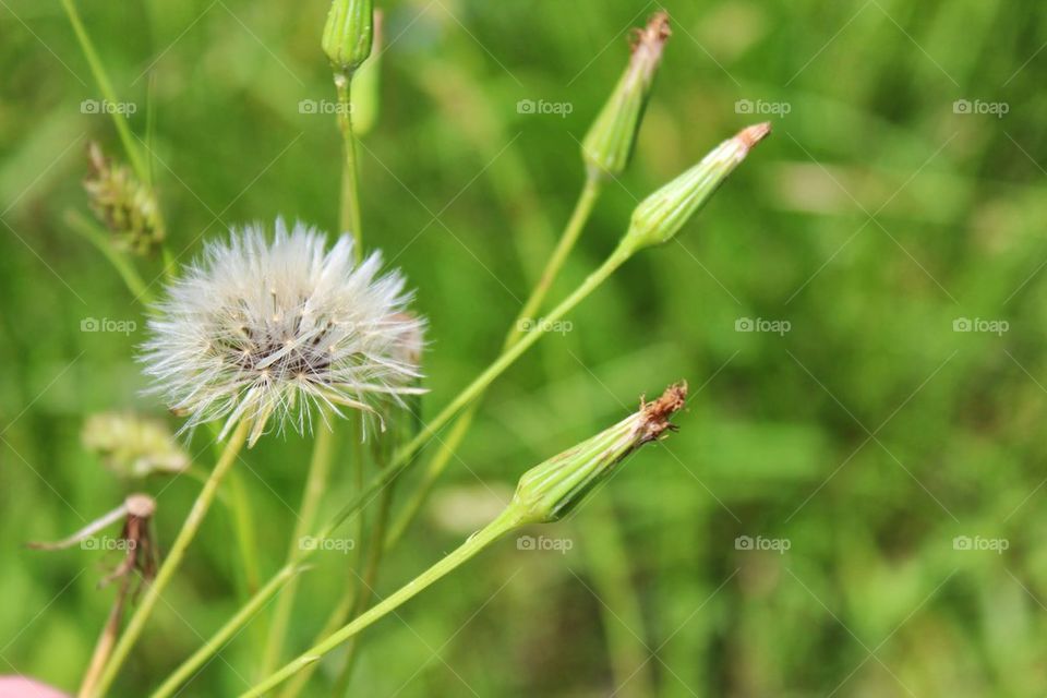 Dandelion 