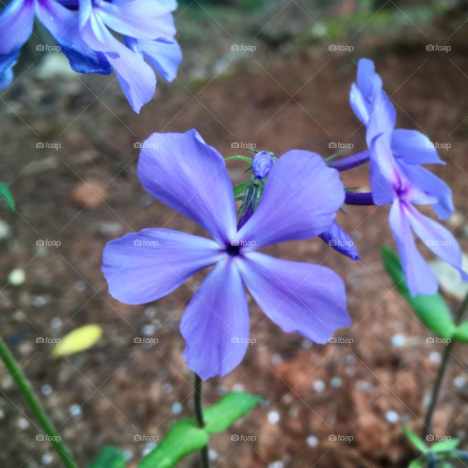 Shade-loving purple phlox