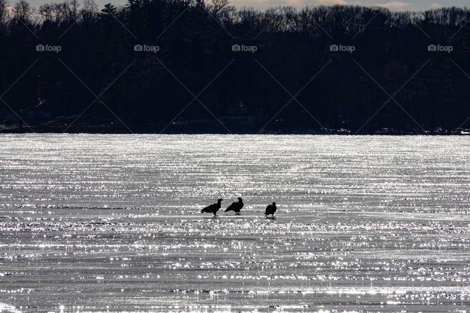 Three eagles gather for a meeting atop a frozen lake