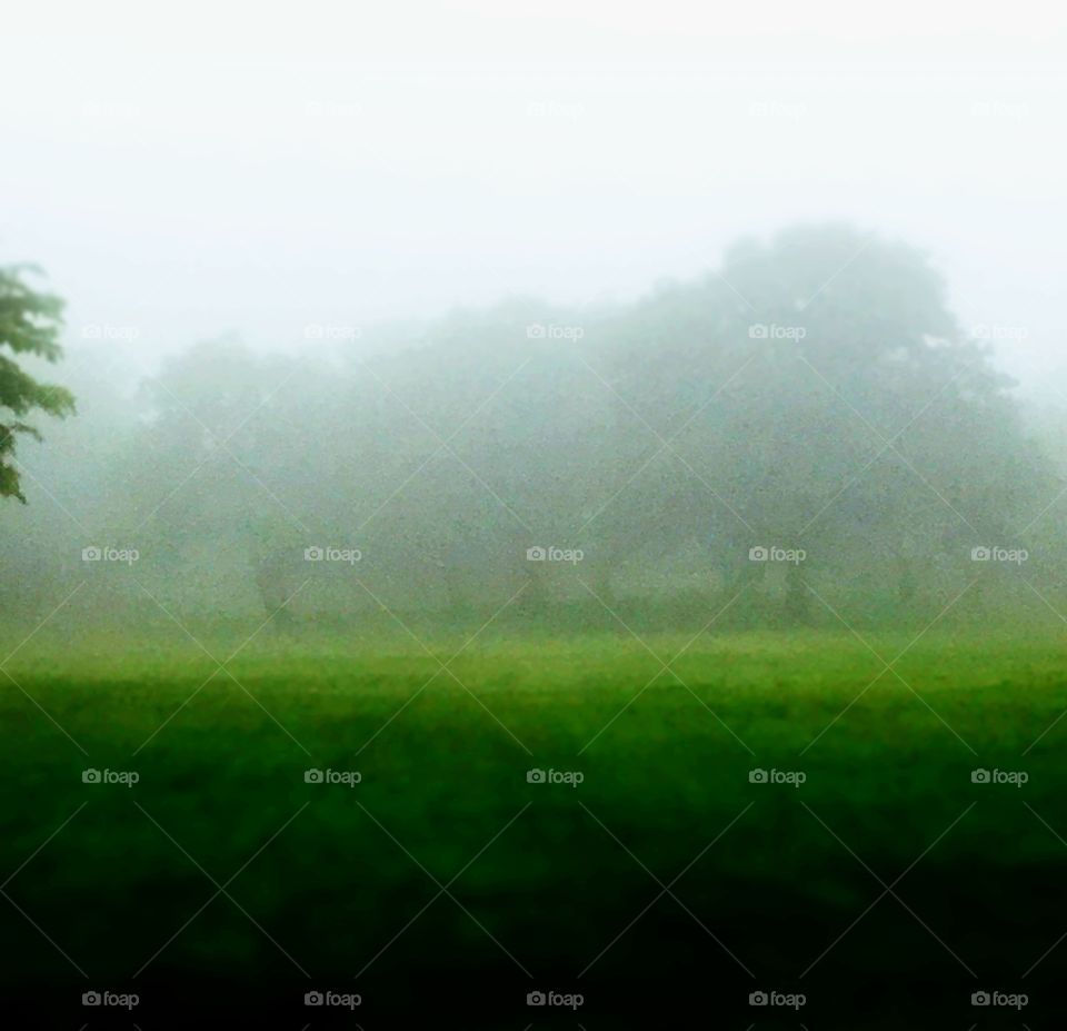 Foggy misty green field of trees 