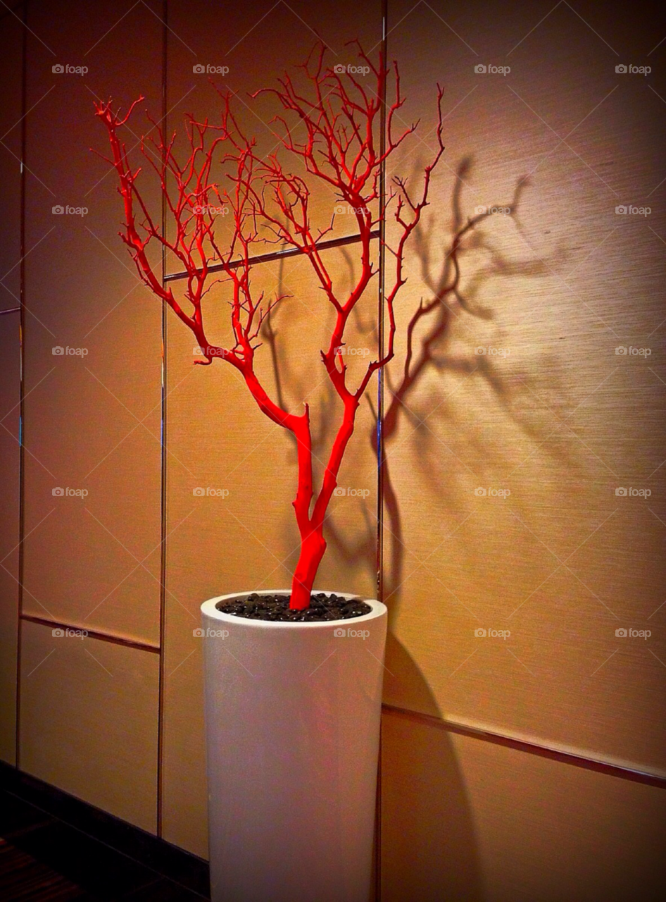 white wall shadow plant by stevehardley7