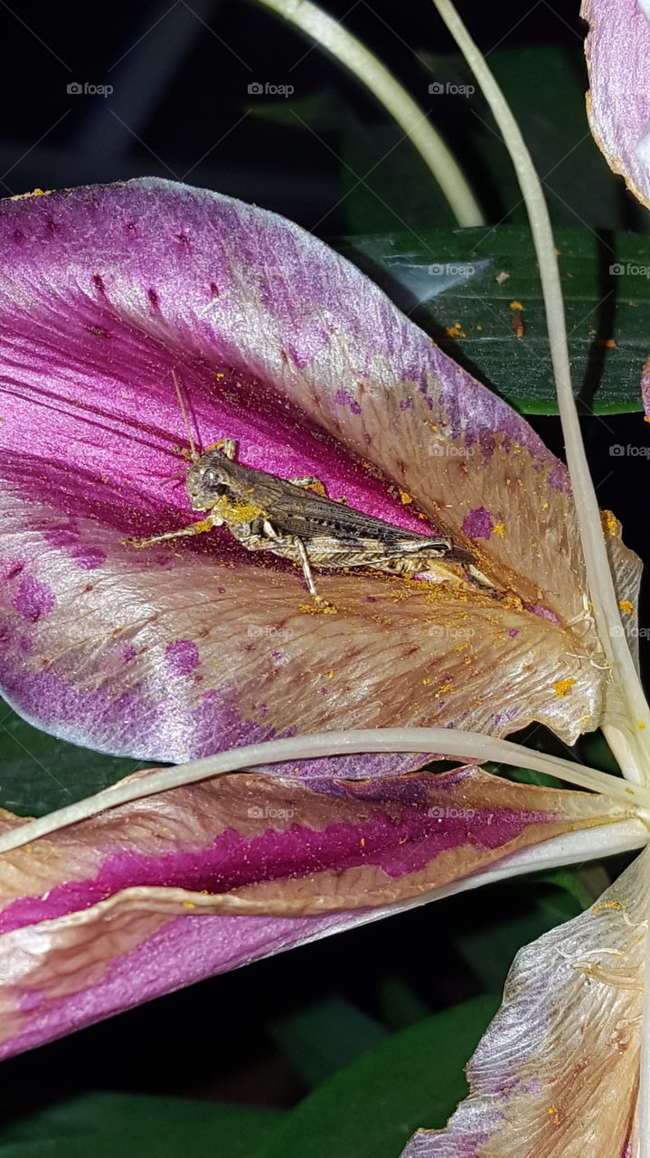 Lily Petal with Cricket
