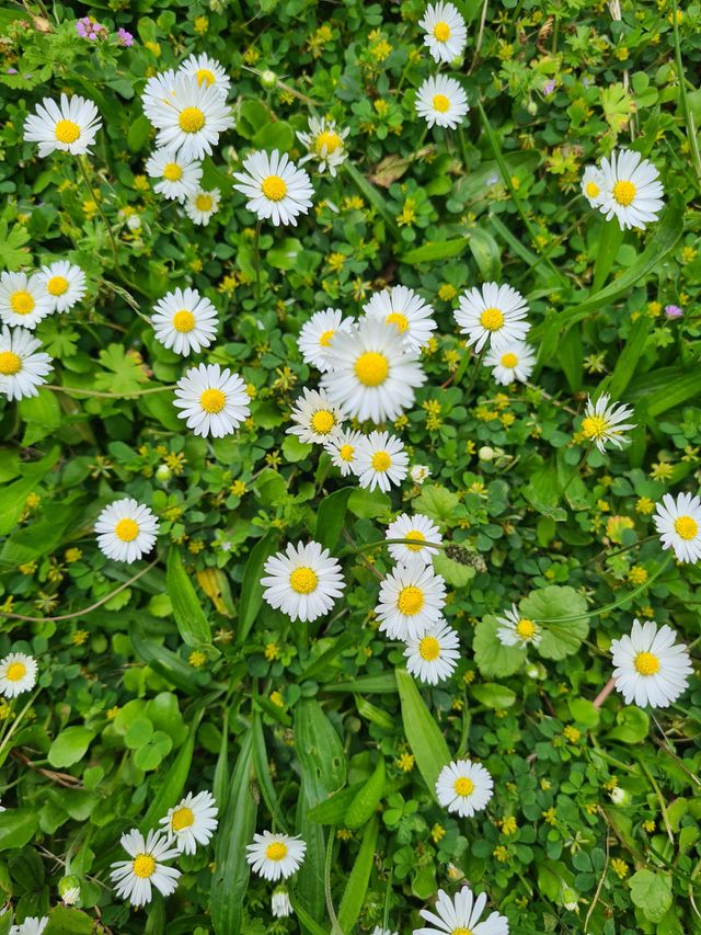 Blümchen
