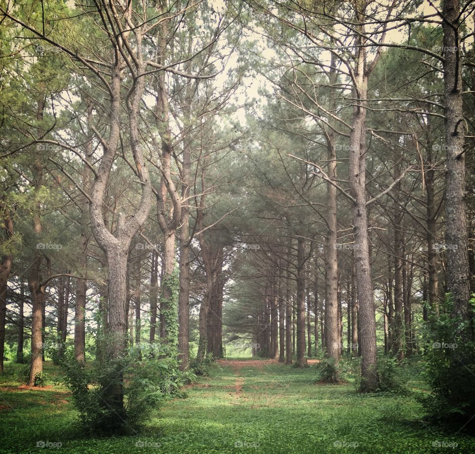 Perfect rows of trees at the park