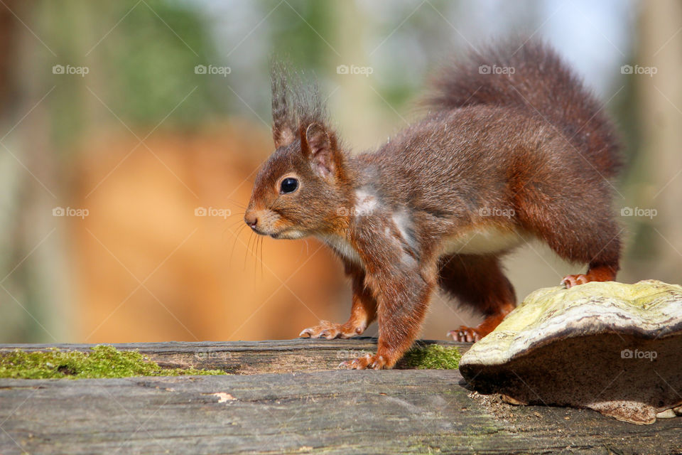 Squirrel, let's walk!