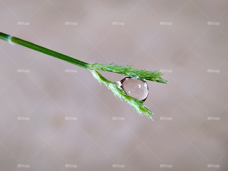 A closeup shot of a waterdrop on green grass