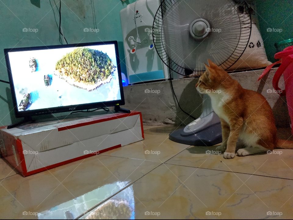 kucing lagi nonton