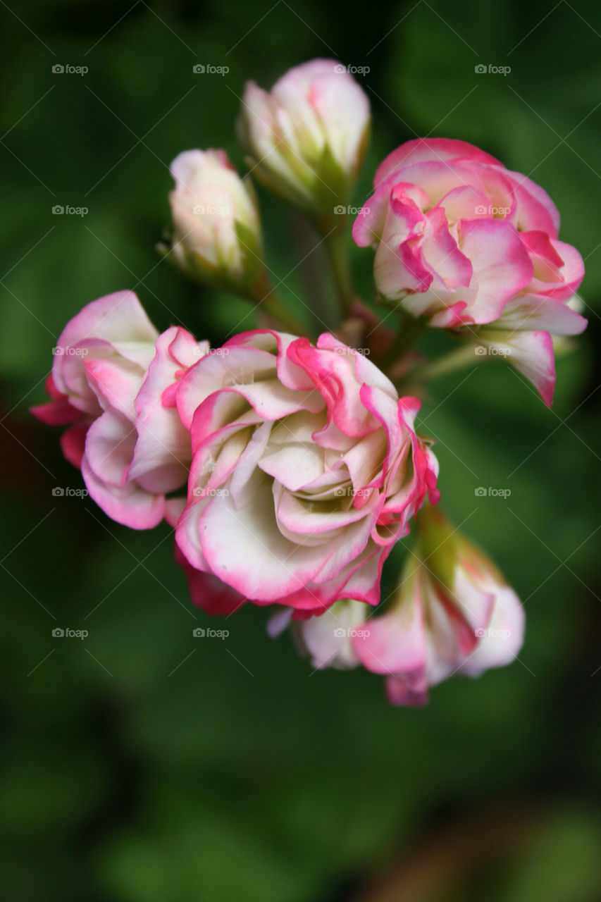 flower summer blossom apple by mirre