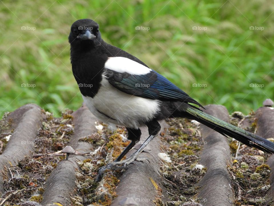 A magpie on a roof