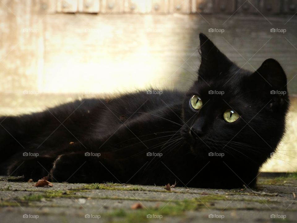 portrait of a black cat