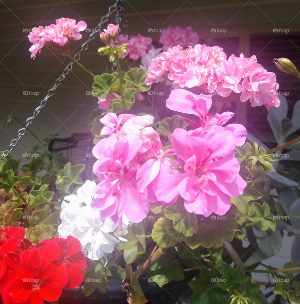 Geraniums