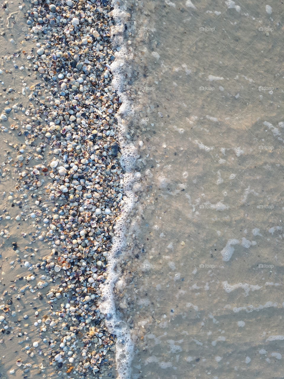 Coast background. Shells, sand and wave