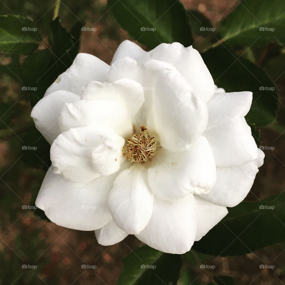 Very beautiful flowers to color and brighten our day.  Live nature and its generous beauty! / Flores muito bonitas para colorir e alegrar nosso dia. Viva a natureza e sua generosa beleza!