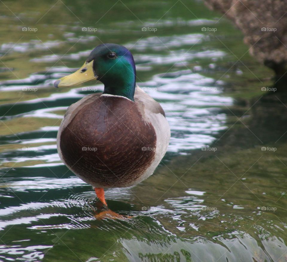 Mallard Duck on One Leg