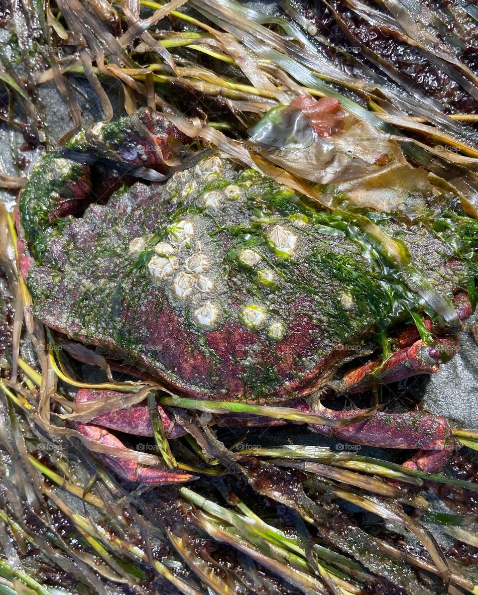 Crab caught in the tidepool grasses