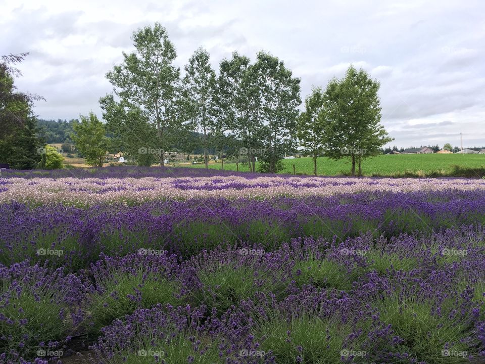 Lavender fields with trees