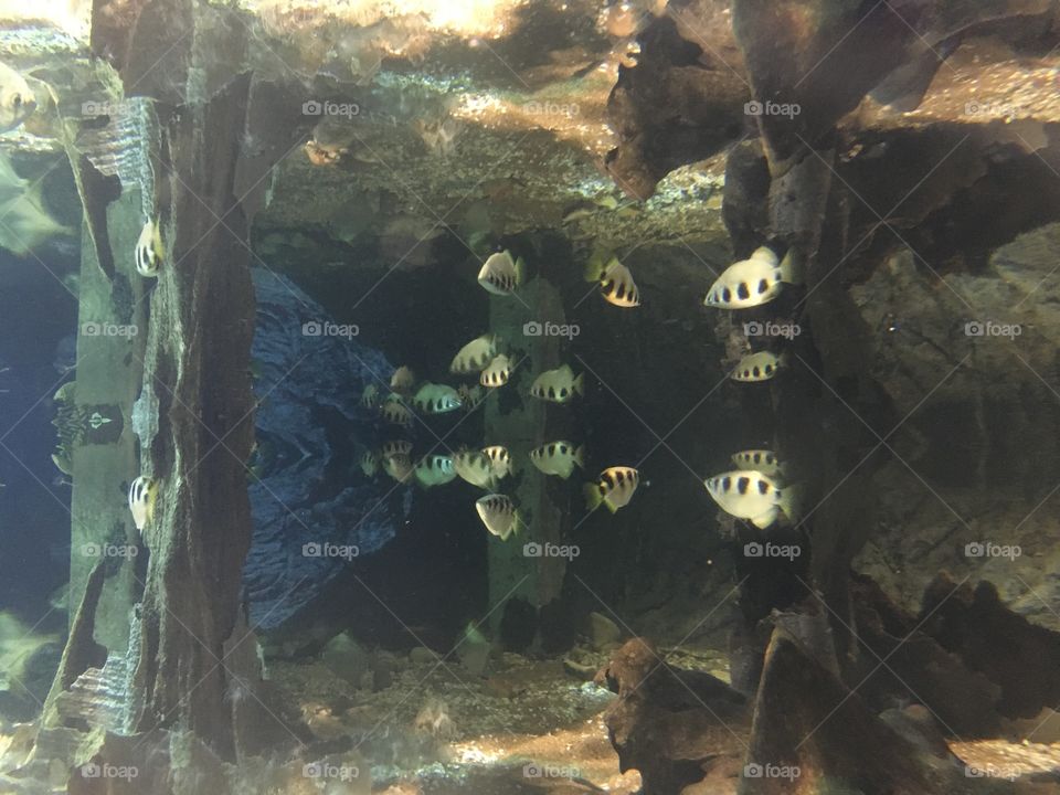 Underwater, Fish, Water, Cave, Exploration