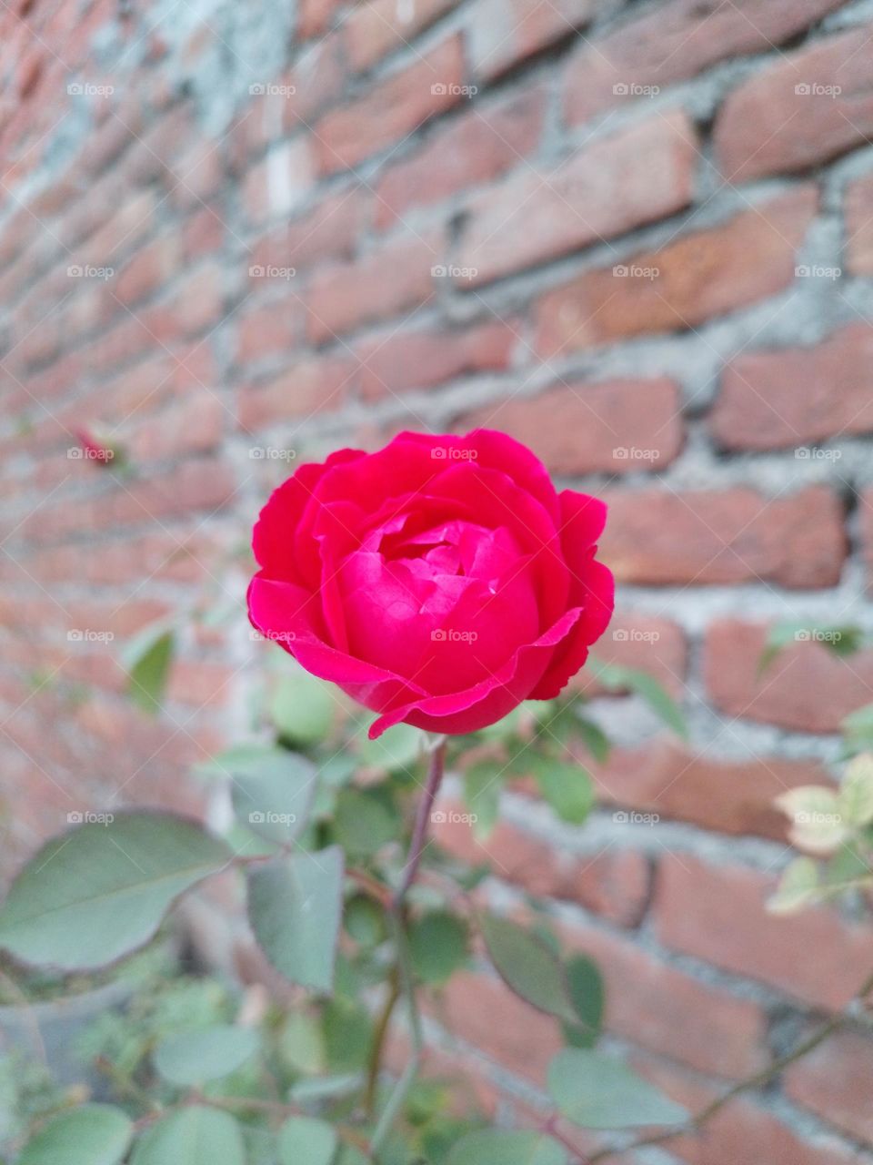 red rose