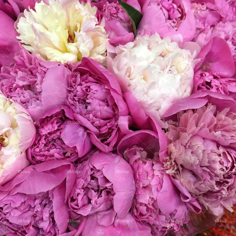 High angle view of pink flowers