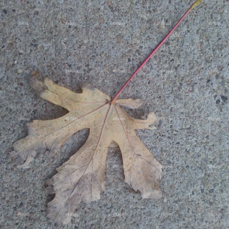 leaf