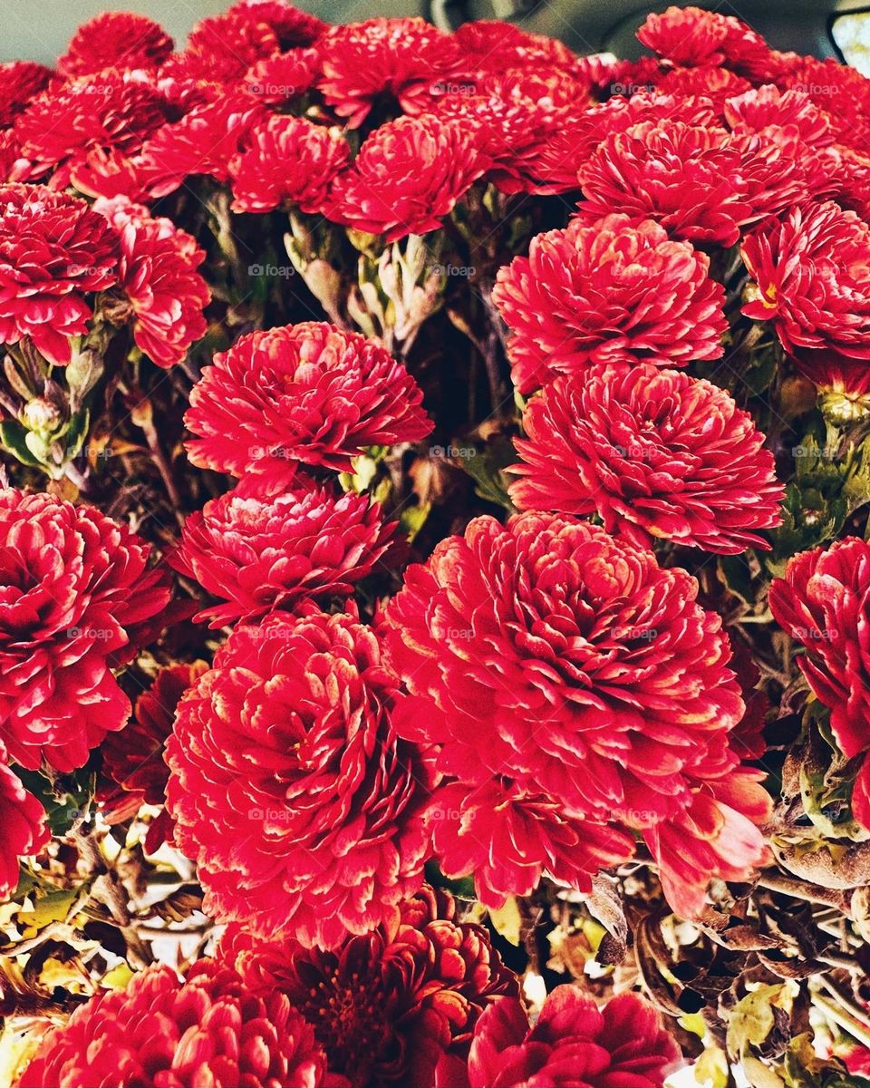 Beautiful chrysanthemums, reminding me of all things great about autumn.